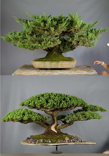 Formación de Bonsai: 2 Años de Progreso y Diseño