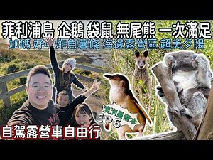 澳洲墨爾本自駕露營車之旅ep6｜【墨爾本菲利浦島全攻略】企鵝、袋鼠、無尾熊、美食、景點、海邊露營區一次滿足❤️｜Campervan trip in Melbourne, Australia