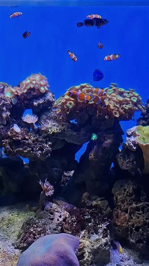 Clown Fish Aquarium Jakarta – Neosoho Aquarium Guide
