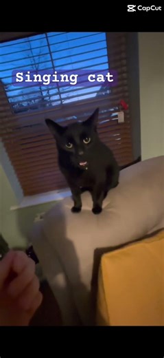 Cute cats can sing to now #cute #cats #singing #capcut