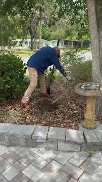 BEST way to dig out remove shrub P1 Pro DIY tip Earthwise Central Florida #landscaping #landscape