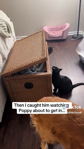 Mischievous Milo: An Evil Genius Cat's Antics!