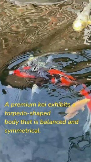 Understanding the Perfect Body Shape of High-Quality Koi | Key Traits Every Enthusiast Should Know