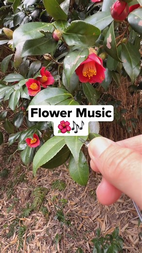 Japanese Camellia Music: A Serene Sound Experience
