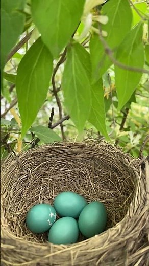 American Robin nest in the wild #birds #birdfeeder #birdslover #nestingbox #birdhouse #wildlife