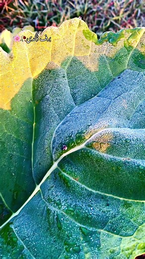 Exploring the Beauty of Marot City