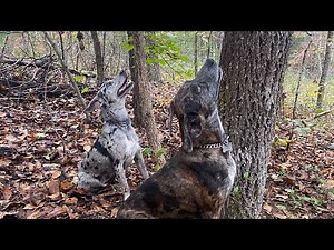 One Indispensable Tool for Training a squirrel dog.