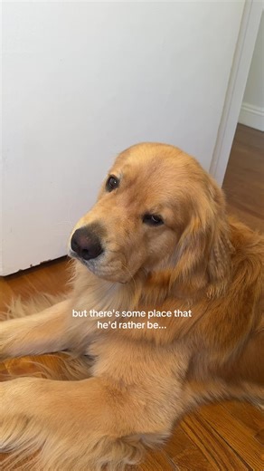 A Beach Day with a Golden Retriever