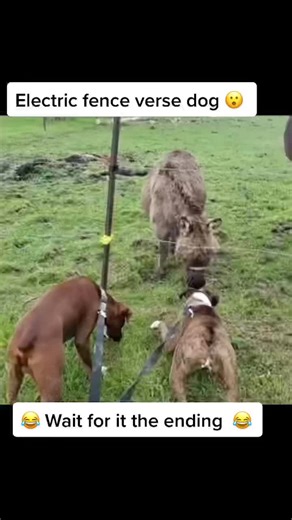 Funny Animals vs Electric Fence Reaction Videos