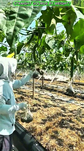 Loofah Growing Trick Using Weight Bags.