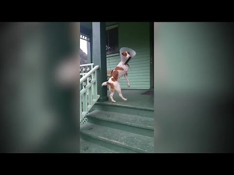 Dog in Ouray goes viral for walking on 2 legs