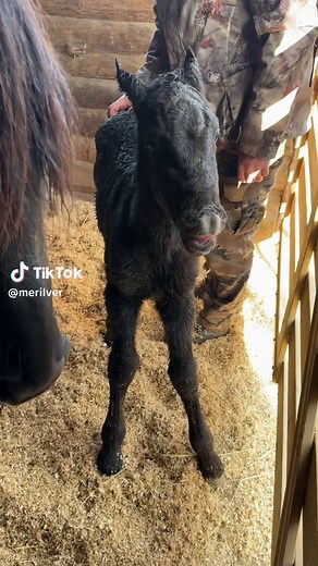 Seulement 4 heures de vie et déjà complètement fan des gratouilles 🥹 Loreleï nous a offert une magnifique pouliche noire ce matin ! 😍 Pour la petite histoire… Cela faisait plusieurs jours que je veillais en vain toutes les 30 minutes, à surveiller la caméra en espérant secrètement qu’elle choisisse de pouliner le jour de mon anniversaire… quelques jours plus tôt… sans succès 🥺 En plaisantant, mon conjoint Mathieu m’avait alors dit qu’elle attendrait sûrement son anniversaire à lui pour poulin