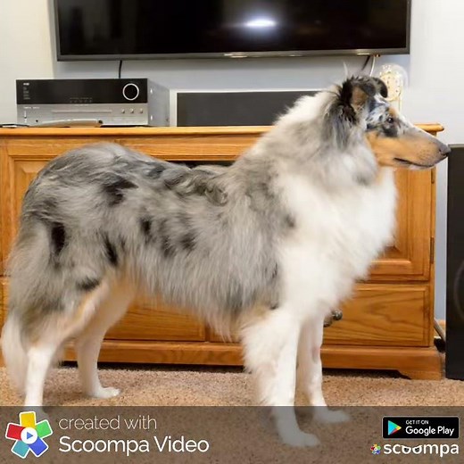 Blue merle rough collie - the first 9 months