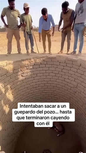 El video parecía mostrar una situación peligrosa: un guepardo dentro de un pozo seco y varias personas alrededor intentando sacarlo con cuerdas y palos, sin aparente experiencia ni equipo. Desde fuera todo se veía caótico, con gritos, consejos contradictorios y movimientos torpes que daban la impresión de que algo podía salir muy mal. En un momento, uno de los hombres se inclinó demasiado y cayó dentro del pozo. Segundos después, otra persona terminó abajo también, aparentemente junto al animal.