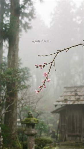 七十二候|桃始笑 #japaneseseasons #quietmoments #七十二候