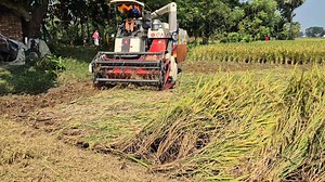 39K views · 758 reactions | Gam harvesting #video #farming #vlog | Nasim Sarkar | Facebook