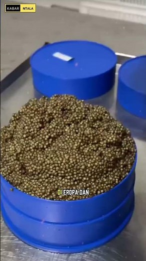 The Complete Process of Making Caviar: From Fish to Luxury Table 🐬