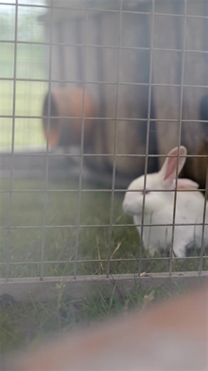 17K views · 229 reactions | Surviving off rainwater, solar power and growing veggies and raising animals!.... an off grid dream for a lot of people! #offgrid #homestead | Liveration | Facebook