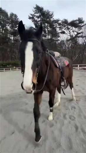 🐎 Wild Horses: A Mare Raising Future Andalusian Stallions | Episode 11🐎🔥