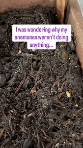 Anyone else not get the memo that anemone corms should be planted POINTY SIDE DOWN? (or on their sides): i.e the opposite to other corms / bulbs 🤦‍♀️ I don't know if any will adjust and survive... #gardeningfails #springplanting #realreels #gardeningfixes #gardentips | Jenzy Plants