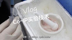 Co-IP(动物)实验原理与操作步骤讲解，手把手教学！