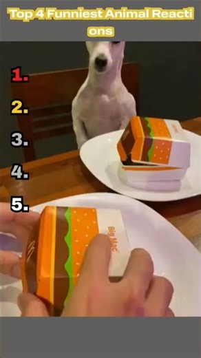 Top 4 funniest animal reactions on the internet 😂