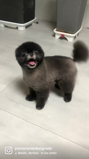 Black Mamba Pomeranian: The Ultimate Cutest Compilation