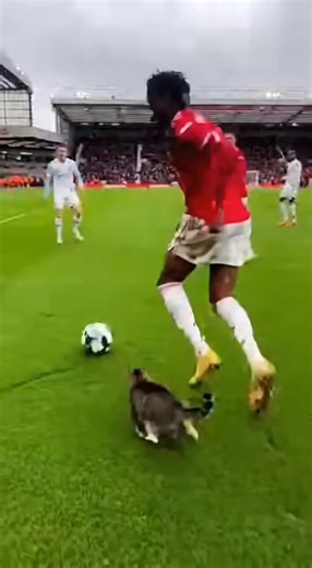 Cat Steals the Show with Soccer Skills