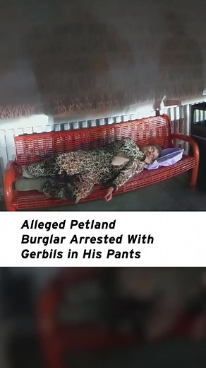 A brazen intruder forced his way into an #Ohio #petstore and released animals from their cages. As the animals ran loose in the parking lot, cops desperately tried to round them up. Cops say they located the suspect sleeping on a bench wearing a leopard-print onesie. With police surrounding the sleepy suspect, they realize he's hiding #gerbils in his pants. Thankfully, all the animals were safely recovered.