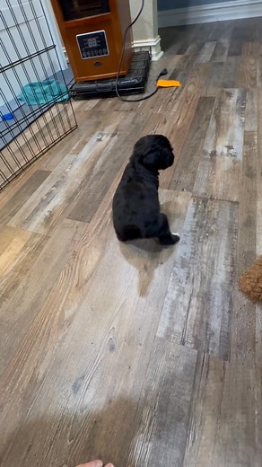 Playing with dad | EDCOR Aussiedoodles