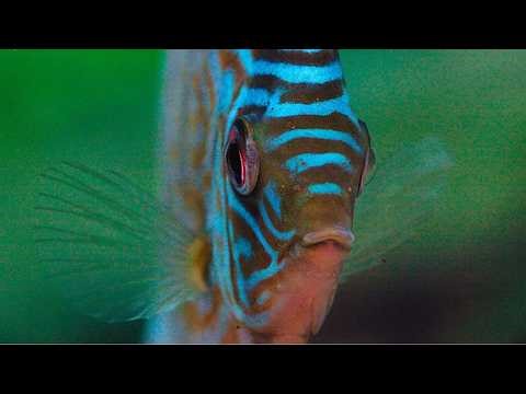 The Most Beautiful Fish In The Amazon