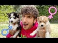Husky puppies’ names and genders finally announced