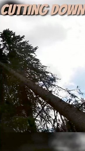 How to fell a dangerous hung-up tree technique! #logging #lumberjack #treefelling #chainsaw #tree | Jhon Alex 08