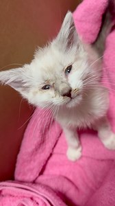 17K views · 679 reactions | One Pound of Determination❤️This young...