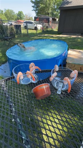 You, Me & The Dogs on Instagram: "About 60 days until the outdoor swim sessions come back !!! We’re hunkering down in the cold weather around the Great Lakes this week 🥶🥶🥶 #dogsofinstagram"