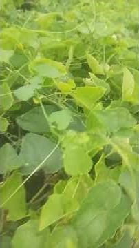 pointed gourd sem beans kontola vegetable farming #villagelife #farming #agriculture #nature #paddy