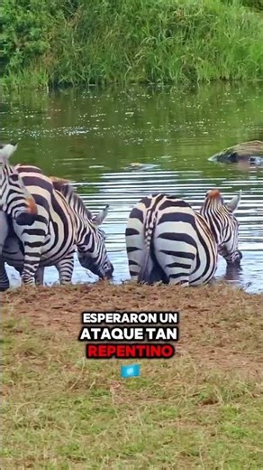Cocodrilo cazando una cebra 🐊🦓 | Ataque brutal en el cruce del río