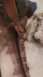 Aquarium Day With Our Awesome Service Dogs!