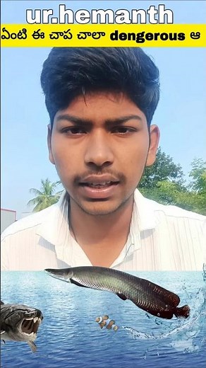 Meet the Arapaima! Ancient Giant Fish Still Alive Today 😱