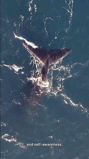 Whales Have Brain Cells for Deep Emotions Like Humans