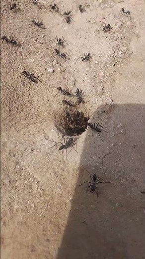 Incredible Ant Colony at Work 🐜 | The Hidden World of Nature’s Hardest Workers