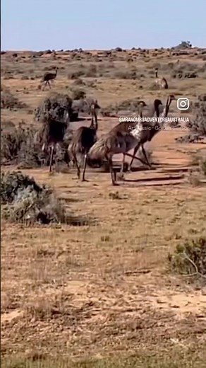 Emus in Spring: Majestic Outback drive | Australia Wildlife
