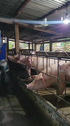 Feeding Sows and Gilts for Healthy Pig Farming