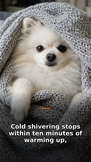 Why Your Small Dog Shivers (And the 3 Times It's Actually Serious) #shorts