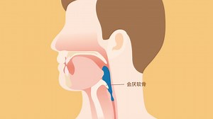 【生物】食物的消化过程