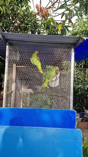 1.1K reactions · 69 shares | "It's my birdies' daily routine: breakfast first before their adventure!" #adventure #dailylife #dailyroutine #breakfast #birdslife #HappyBird #birdwatching #birdshow #birds #birdie #birdlovers #birdlife #parrots #lovely #petcare #featheredfriends #mypet #papagaio #aves #loro #viral #reels #fyp #trending #swaying #petcare #joyfulmoment | Rodelyn Kileste | Facebook