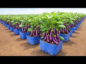 Massive Eggplant Harvest in Containers – Big, Loaded Plants