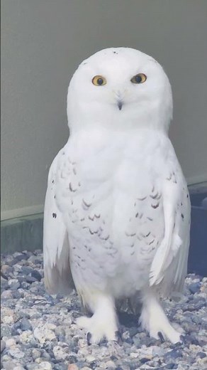 Snow day at the Alaska Raptor Center #SnowDay #RaptorCare #WildlifeConservation
