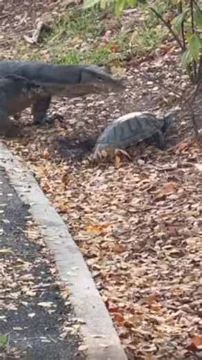 monitor lizard meets turtle