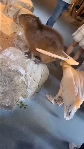 दुनिया का सबसे बड़ा भुक्कड़: पेलिकन का आतंक 😱#pelican #animalfacts #wildlife #facts